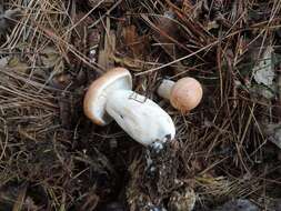 Image of Lactarius vinaceorufescens A. H. Sm. 1960