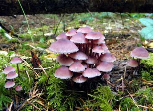 Image of Mycena