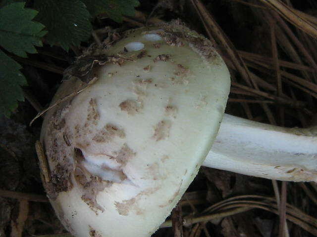 Image of Coker's Lavender Staining Amanita