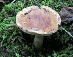 Image of Russula granulata Peck 1901