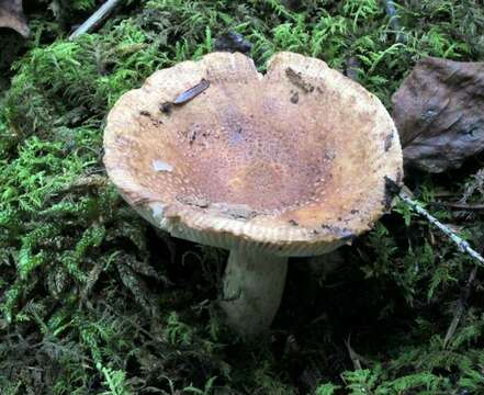 Image of Russula granulata Peck 1901