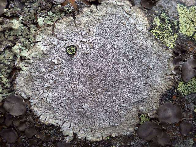 Image of pore lichen