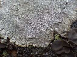 Image of pore lichen