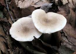 Imagem de Lactarius cinereus Peck 1872