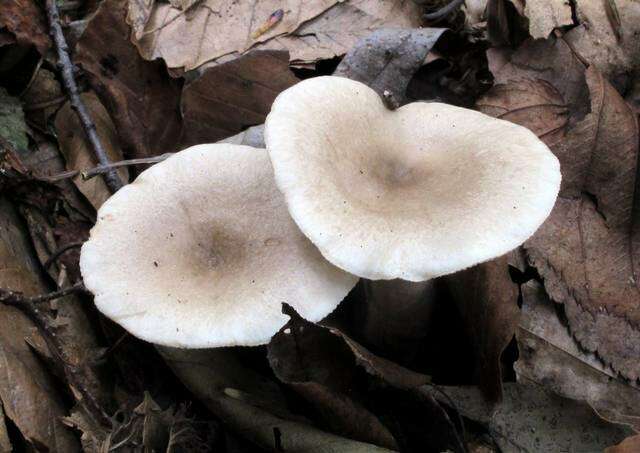 Image of Lactarius cinereus Peck 1872