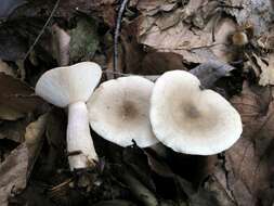 Imagem de Lactarius cinereus Peck 1872