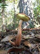 Image of Aureoboletus projectellus (Murrill) Halling 2015