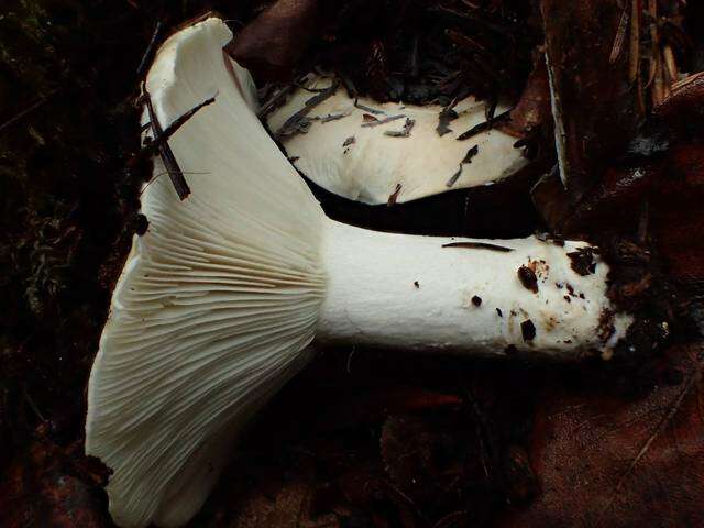 Image of Russula cascadensis Shaffer 1964