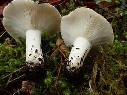 Image of Russula cascadensis Shaffer 1964