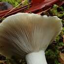 Image of Russula cascadensis Shaffer 1964