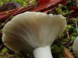 Image of Russula cascadensis Shaffer 1964