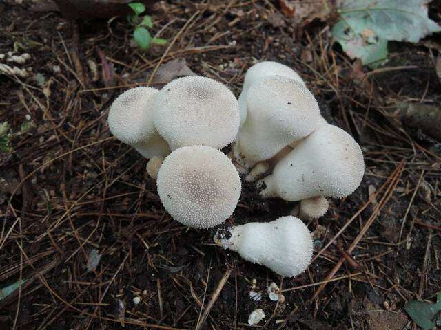 Imagem de Lycoperdon