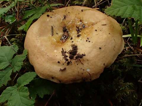 Image of Russula veternosa Fr. 1838