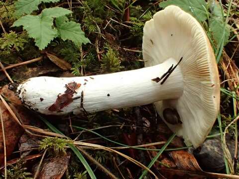 Plancia ëd Russula veternosa Fr. 1838