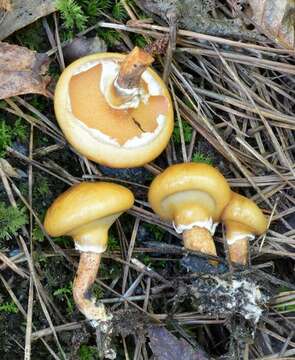 صورة Suillus cothurnatus Singer 1945