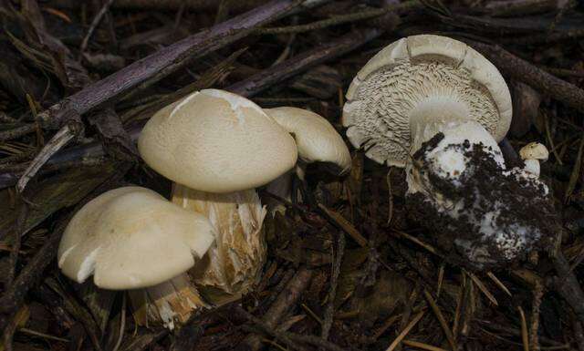 Image of Leucopaxillus albissimus (Peck) Singer 1939