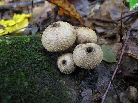 Imagem de Lycoperdon