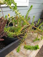 Image of Crassula ericoides Haw.