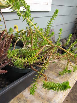 Image of Crassula ericoides Haw.