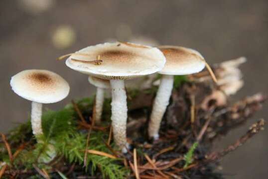 Image of Pholiota decorata (Murrill) A. H. Sm. & Hesler 1968