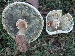 Image of Chlorophyllum