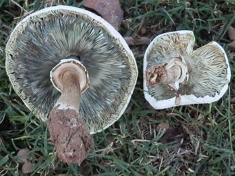 Image of Chlorophyllum