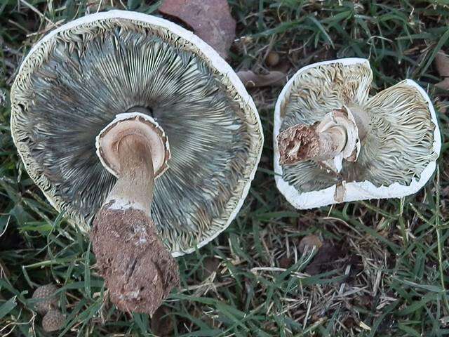 Chlorophyllum resmi