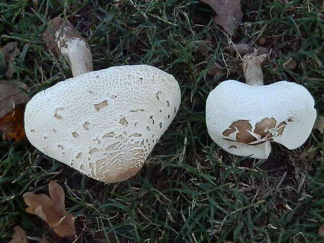 Chlorophyllum resmi