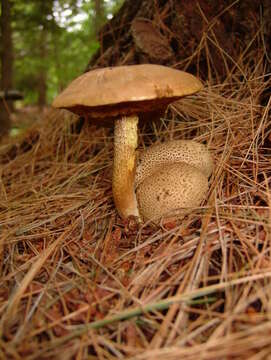 Image of Pseudoboletus