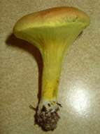 Image of Pulveroboletus