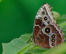 Morpho helenor Cramer 1782的圖片