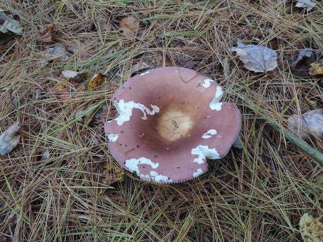 Image of Russula vinosa Lindblad 1901