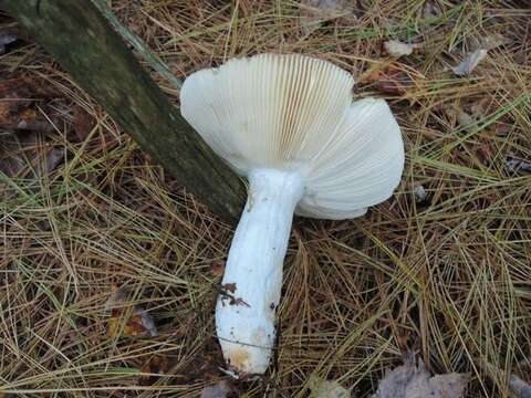 Image of Russula vinosa Lindblad 1901