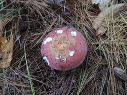 Image of Russula vinosa Lindblad 1901