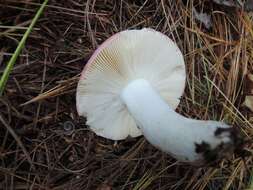 Image of Russula vinosa Lindblad 1901