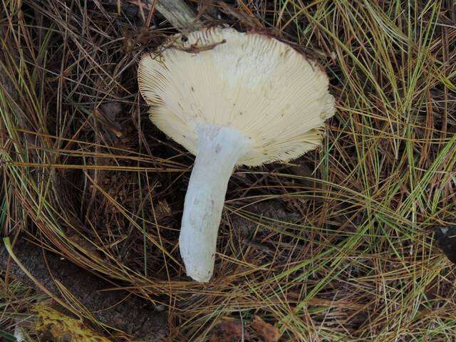 Image of Russula vinosa Lindblad 1901