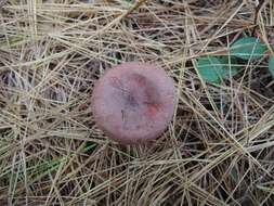 Image of Milk Cap Mushrooms