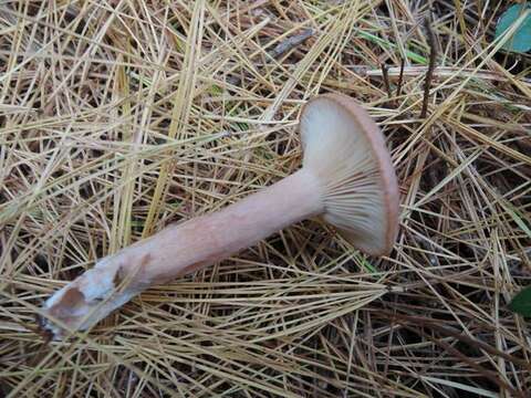 Image of Milk Cap Mushrooms