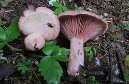 Image of <i>Lactarius subpurpureus</i>