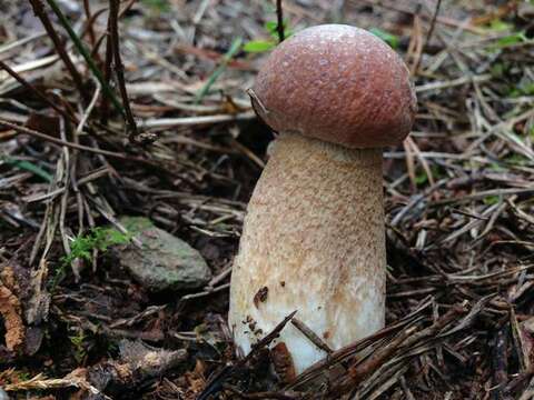 Sivun Boletus subcaerulescens (E. A. Dick & Snell) Both, Bessette & A. R. Bessette 2000 kuva