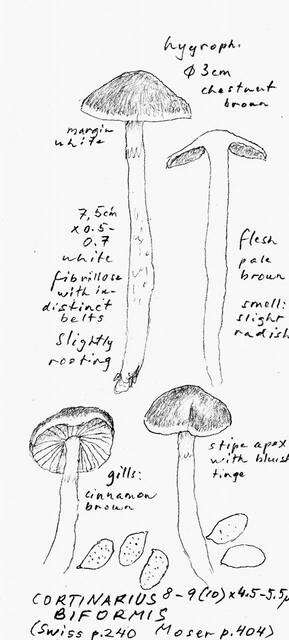 Imagem de Cortinarius albosericeus Ammirati, Beug, Liimat., Niskanen & O. Ceska 2016