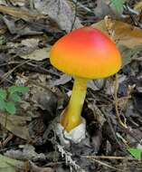 Image of American Caesar's Mushroom