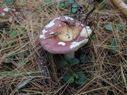 Image of Russula vinosa Lindblad 1901