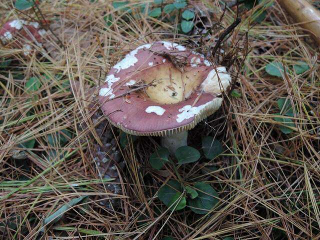 Image of Russula vinosa Lindblad 1901