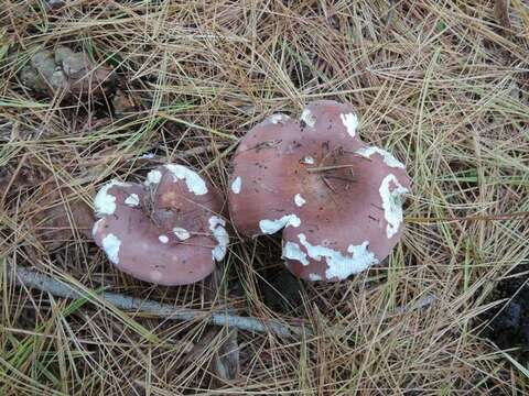 Image of Russula vinosa Lindblad 1901