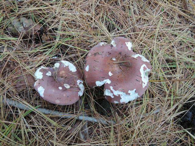 Image of Russula vinosa Lindblad 1901