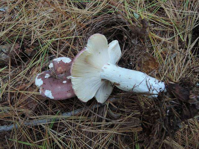 Image of Russula vinosa Lindblad 1901