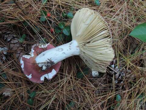 Image of Russula vinosa Lindblad 1901