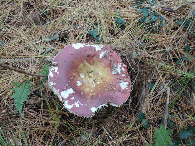 Image of Russula vinosa Lindblad 1901