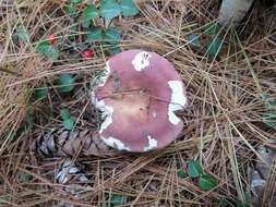 Image of Russula vinosa Lindblad 1901